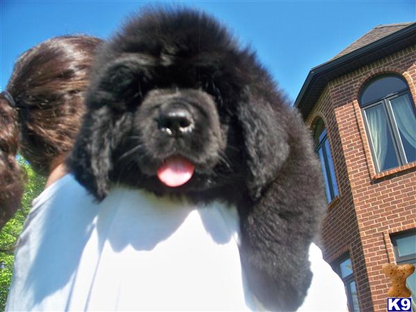 Newfoundland Puppies